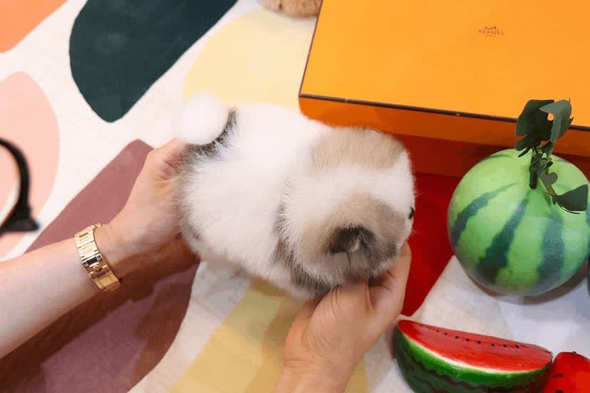 random pup